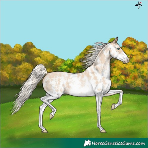 Horse Color:Palomino Pearl Sabino 