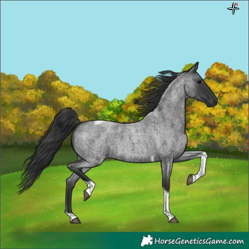 Horse Color:Blue Roan Tobiano 