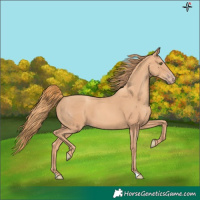 Horse Color:Gold Champagne