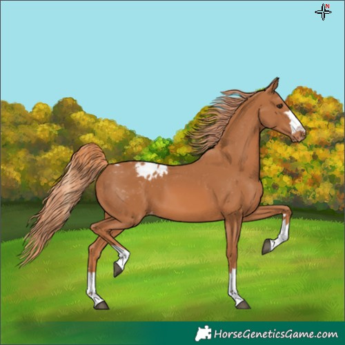 Horse Color:Chestnut Appaloosa