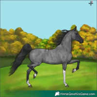 Horse Color:Blue Roan Tobiano