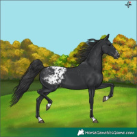 Horse Color:Black Appaloosa