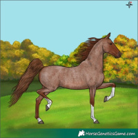 Horse Color:Red Roan Tobiano