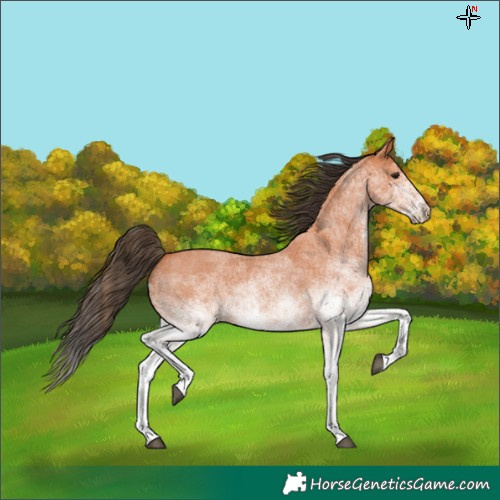 Horse Color:White Spotted Bay Roan