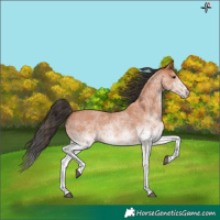 Horse Color:White Spotted Bay Roan