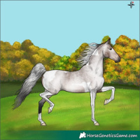 Horse Color:Gray Bay Roan Tobiano