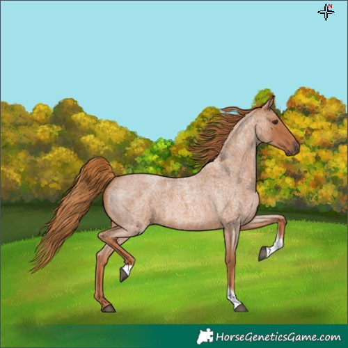 Horse Color:Red Roan Tobiano 