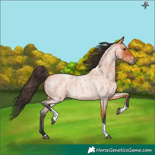 Horse Color:Bay Roan Tobiano