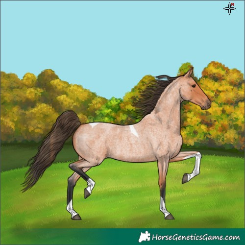 Horse Color:Bay Roan Tobiano 