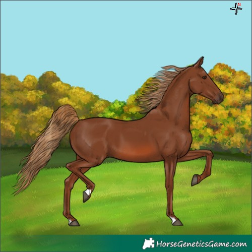 Horse Color:Chestnut 