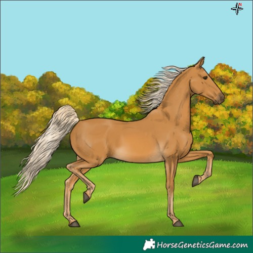 Horse Color:Palomino