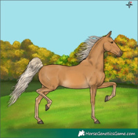 Horse Color:Palomino