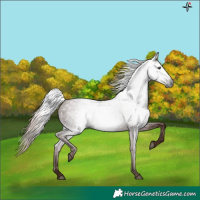 Horse Color:Gray Chestnut 
