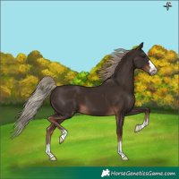 Horse Color:Liver Chestnut 
