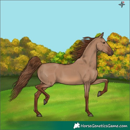 Horse Color:Red Dun