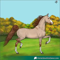 Horse Color:Red Dun