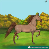 Horse Color:Red Dun