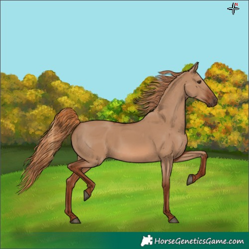 Horse Color:Red Dun 