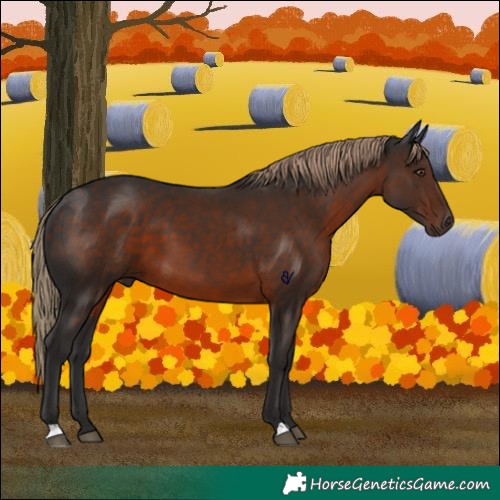 Horse Color:Liver Chestnut 