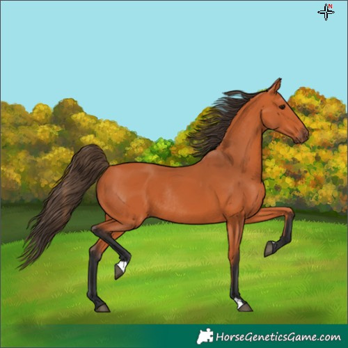 Horse Color:Bay Rabicano 