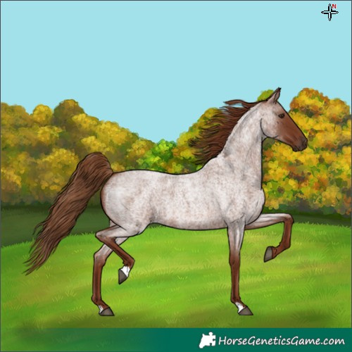 Horse Color:Red Roan 