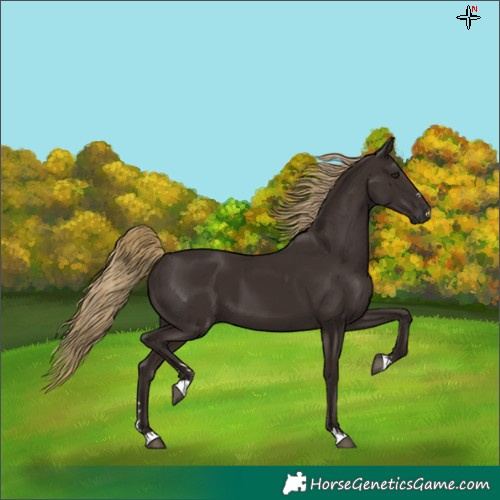 Horse Color:Liver Chestnut 