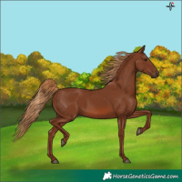Horse Color:Chestnut 