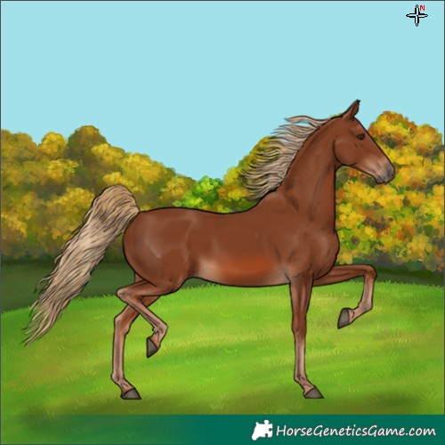 Horse Color:Chestnut 