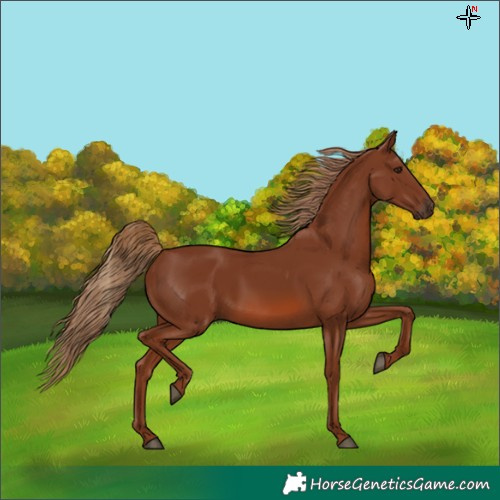 Horse Color:Chestnut 
