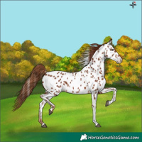 Horse Color:Chestnut Tobiano Appaloosa 