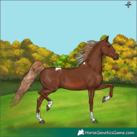 Horse Color:Chestnut Tobiano