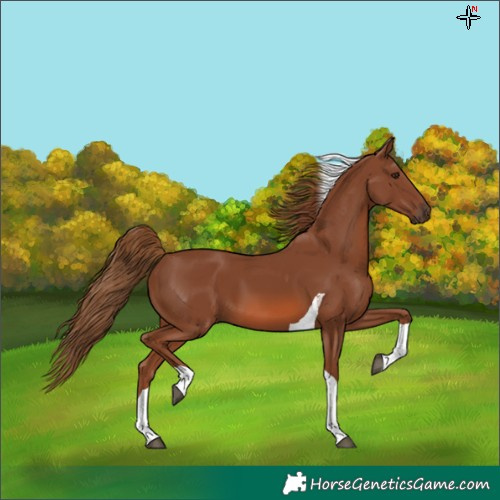 Horse Color:Chestnut Tobiano 