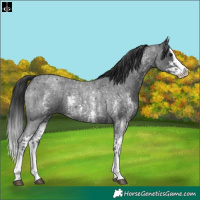 Horse Color:Blue Roan Sabino Splash and Blue Roan Sabino Splash