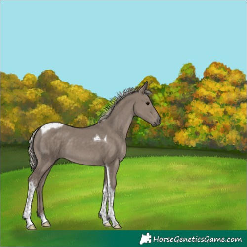 Horse Color:Silver Grullo Tobiano 