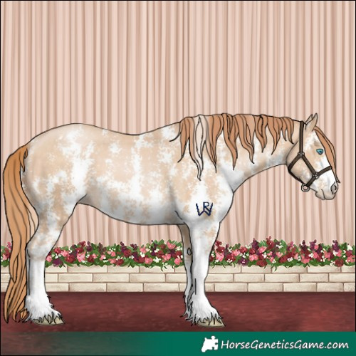 Horse Color:Buckskin Pearl Sabino 