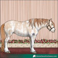 Horse Color:Buckskin Pearl Sabino 