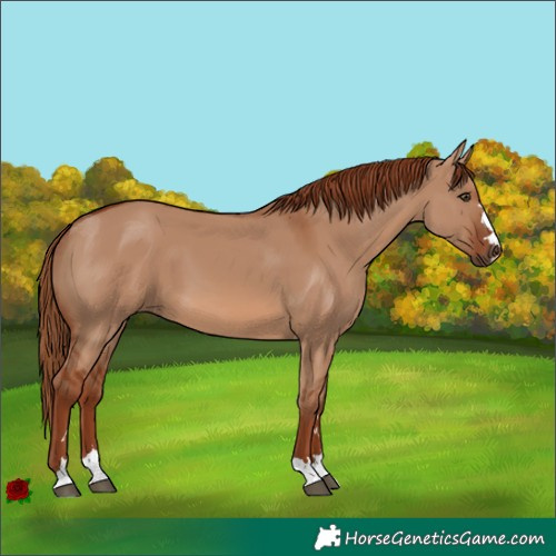 Horse Color:Red Dun 