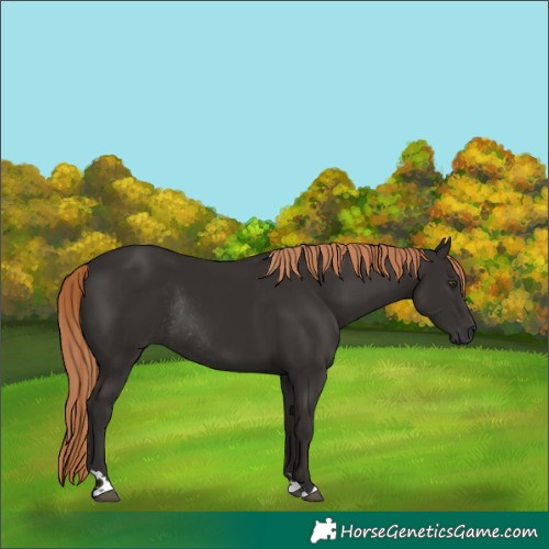 Horse Color:Liver Chestnut Rabicano