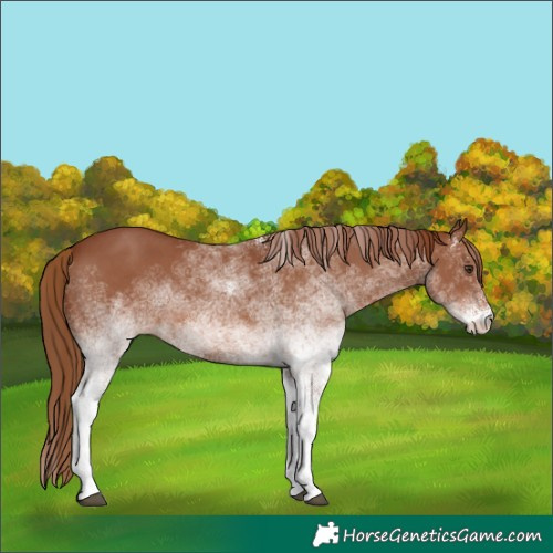 Horse Color:White Spotted Chestnut