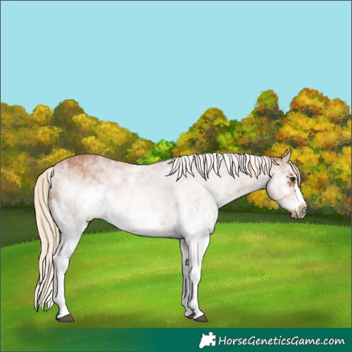Horse Color:White Spotted Chestnut Frame