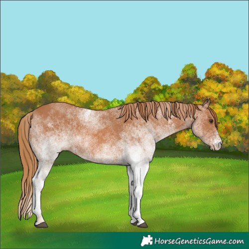 Horse Color:White Spotted Chestnut 