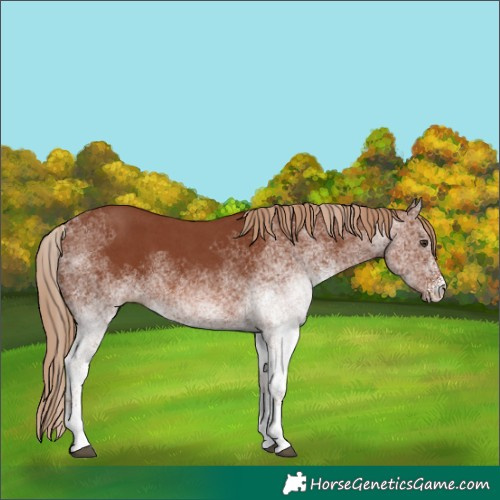 Horse Color:White Spotted Chestnut