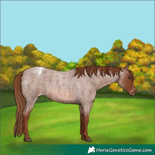 Horse Color:Red Roan Appaloosa 