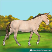 Horse Color:Amber Champagne Roan Splash 