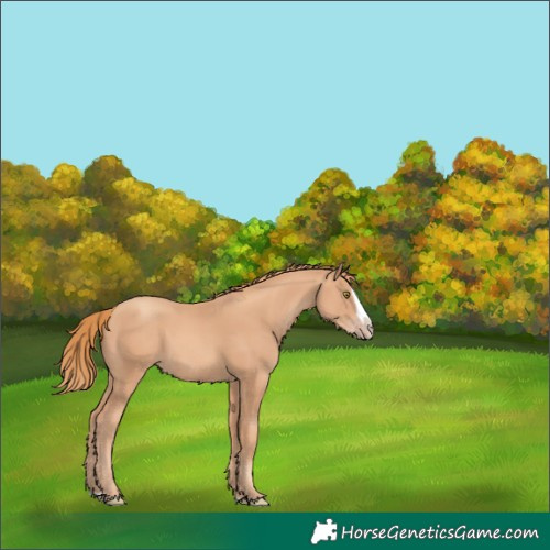 Horse Color:Gold Champagne Splash