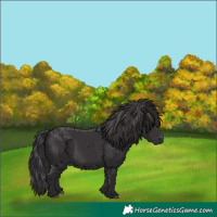 Horse Color:Smoky Black