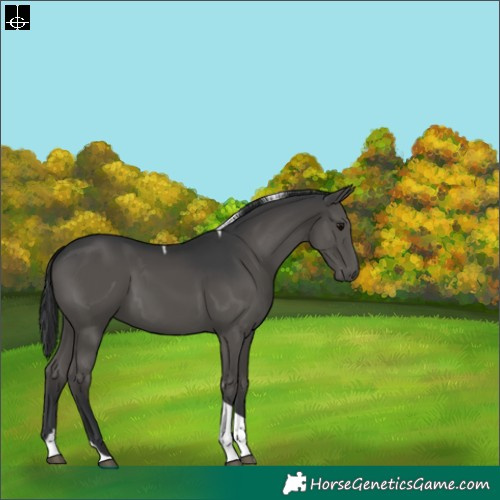 Horse Color:Black Sabino Tobiano 