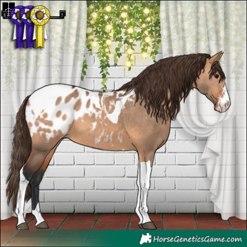 Horse Color:Brown Dun Sabino Tobiano Appaloosa 