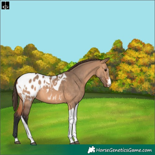 Horse Color:Brown Dun Sabino Tobiano Appaloosa