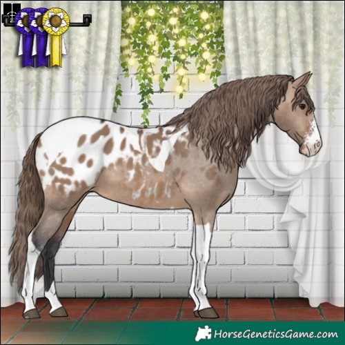 Horse Color:Brown Dun Sabino Tobiano Blanket 